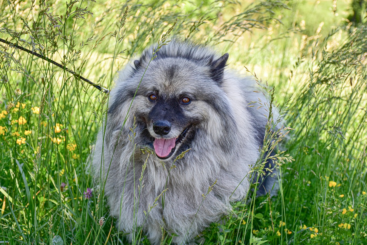 Why the Keeshond Is a Great Family Dog